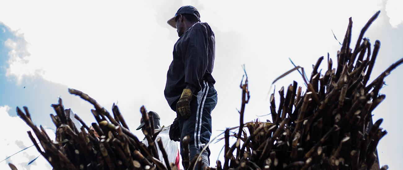 Sugarcane harvesting