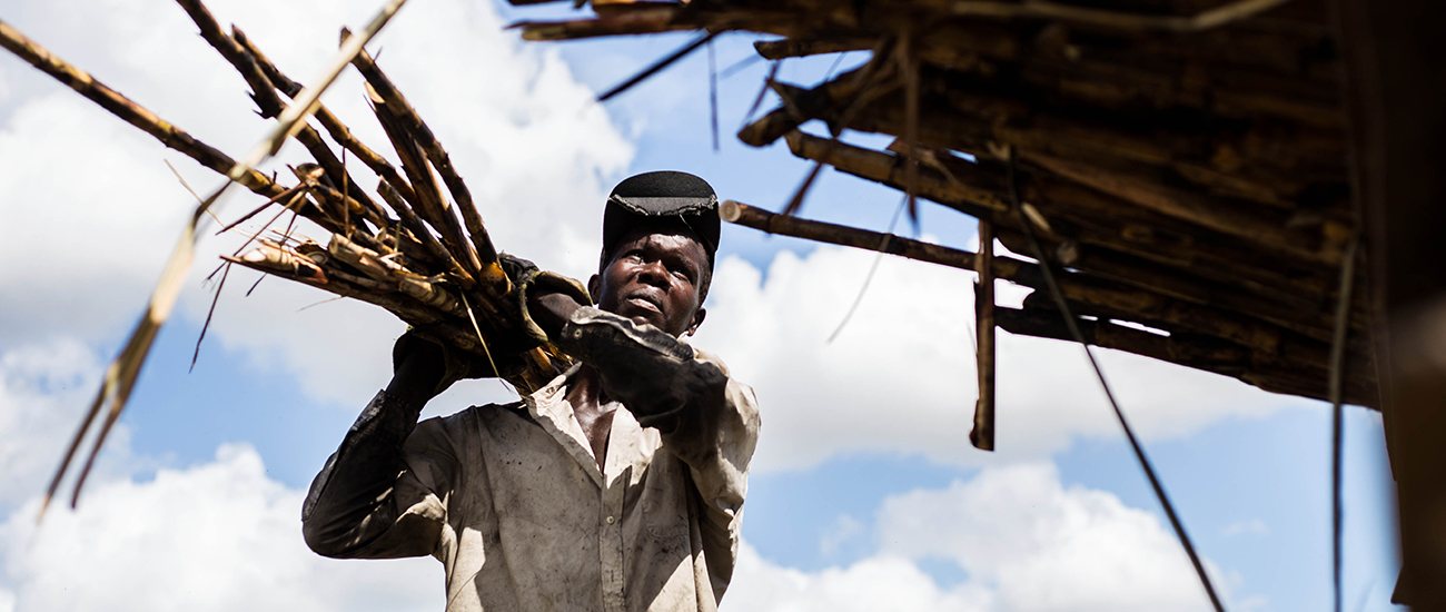 Sugarcane harvesting