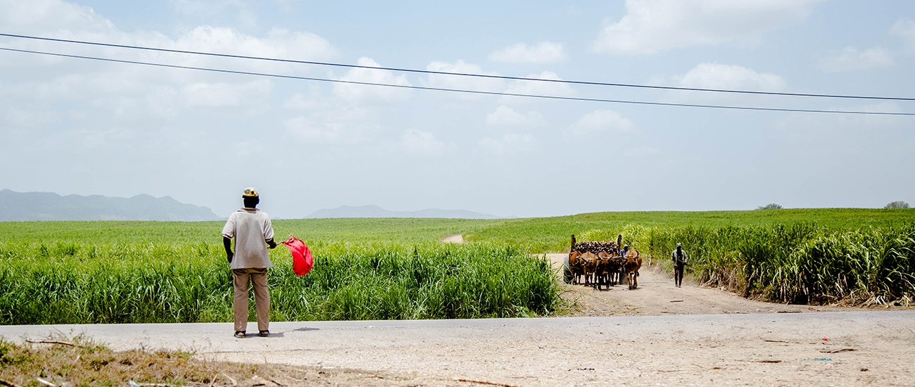 Sugarcane harvesting