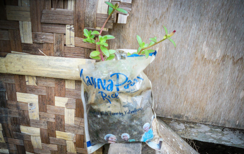 a sapling growing out of an FMSC food bag