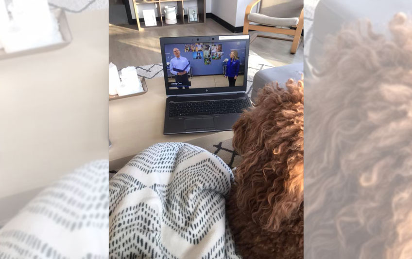 The back of a dog's head watching FMSC's virtual gala